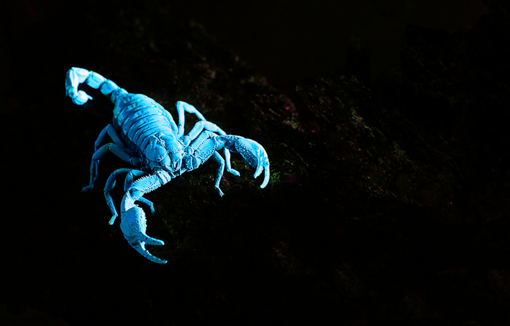 UV-skorpion-edit.jpg
